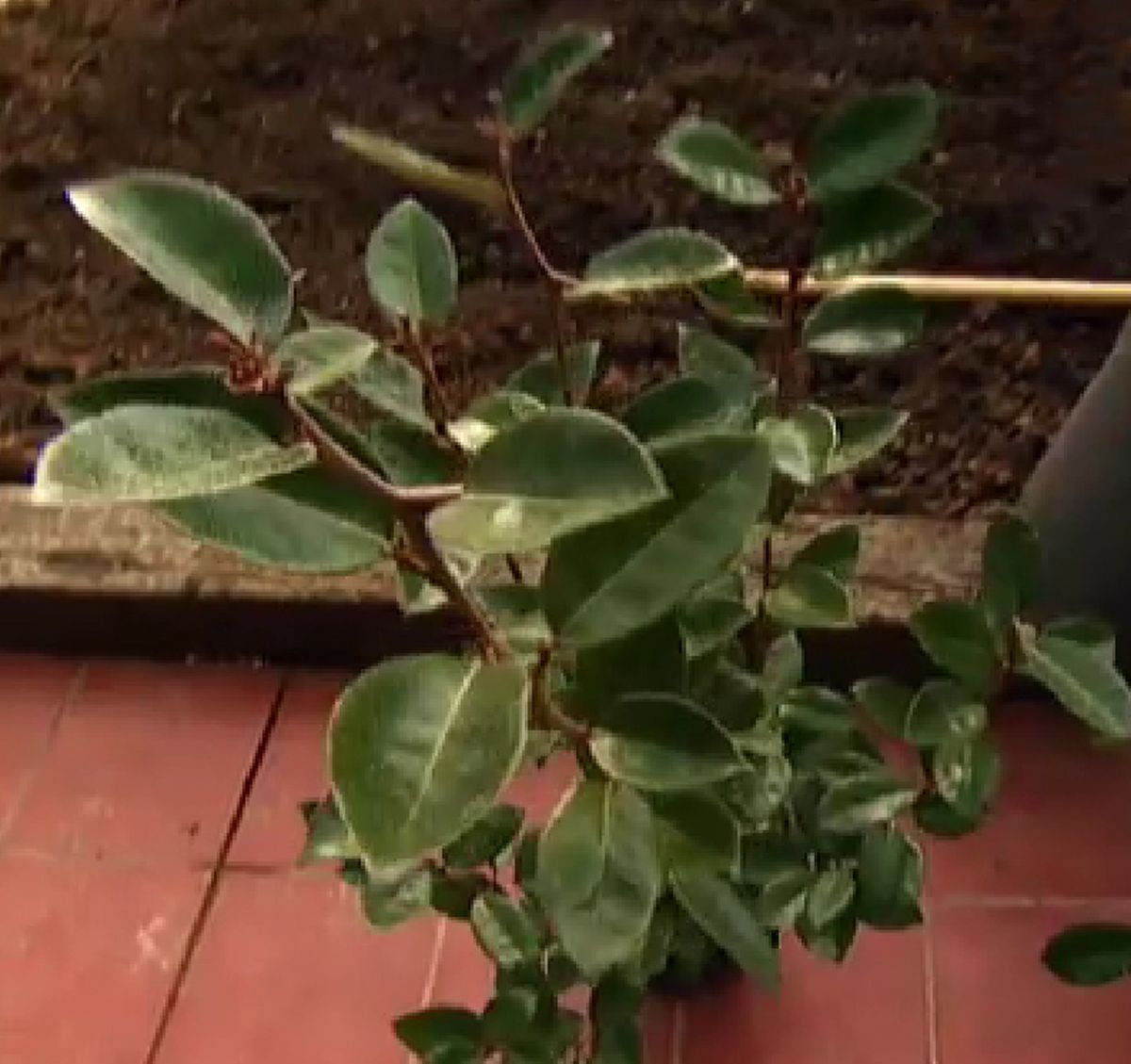 Elaeagnus x ebbingei