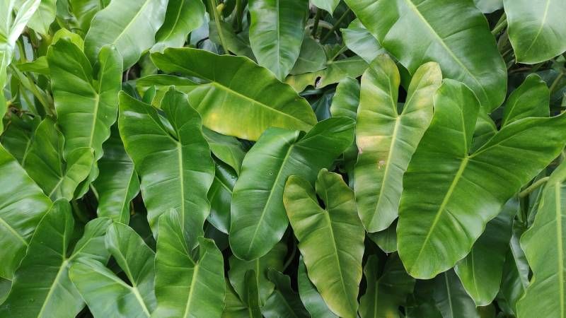Esta planta es un sueño para cualquier coleccionista.