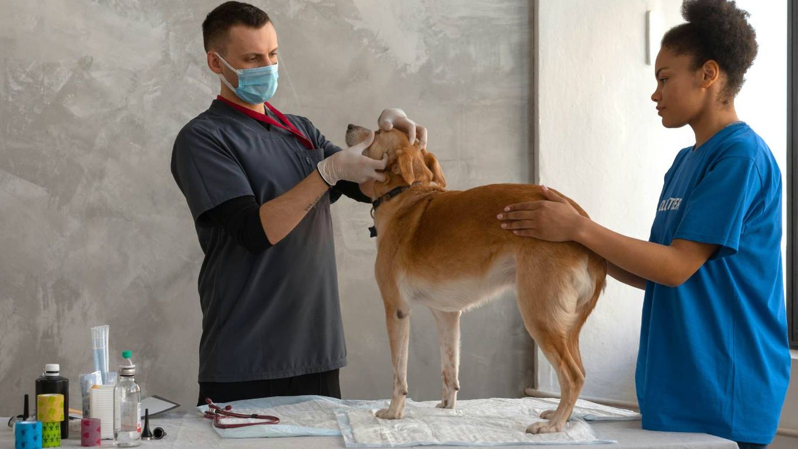 Perro en el veterinario