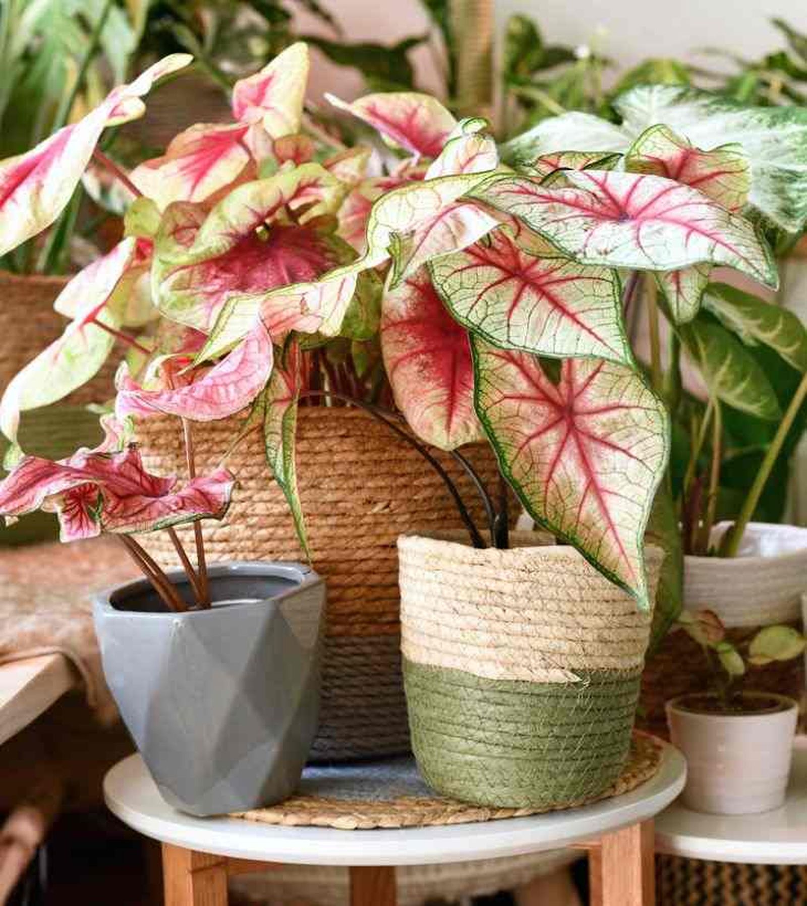 Caladium summer breeze planta exotica del hogar