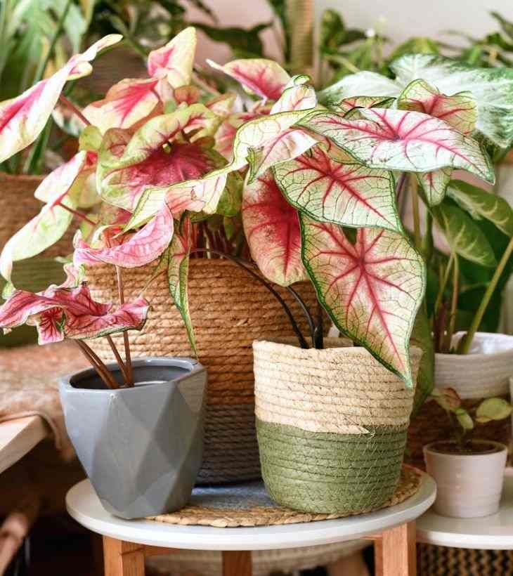 Caladium summer breeze planta exotica del hogar