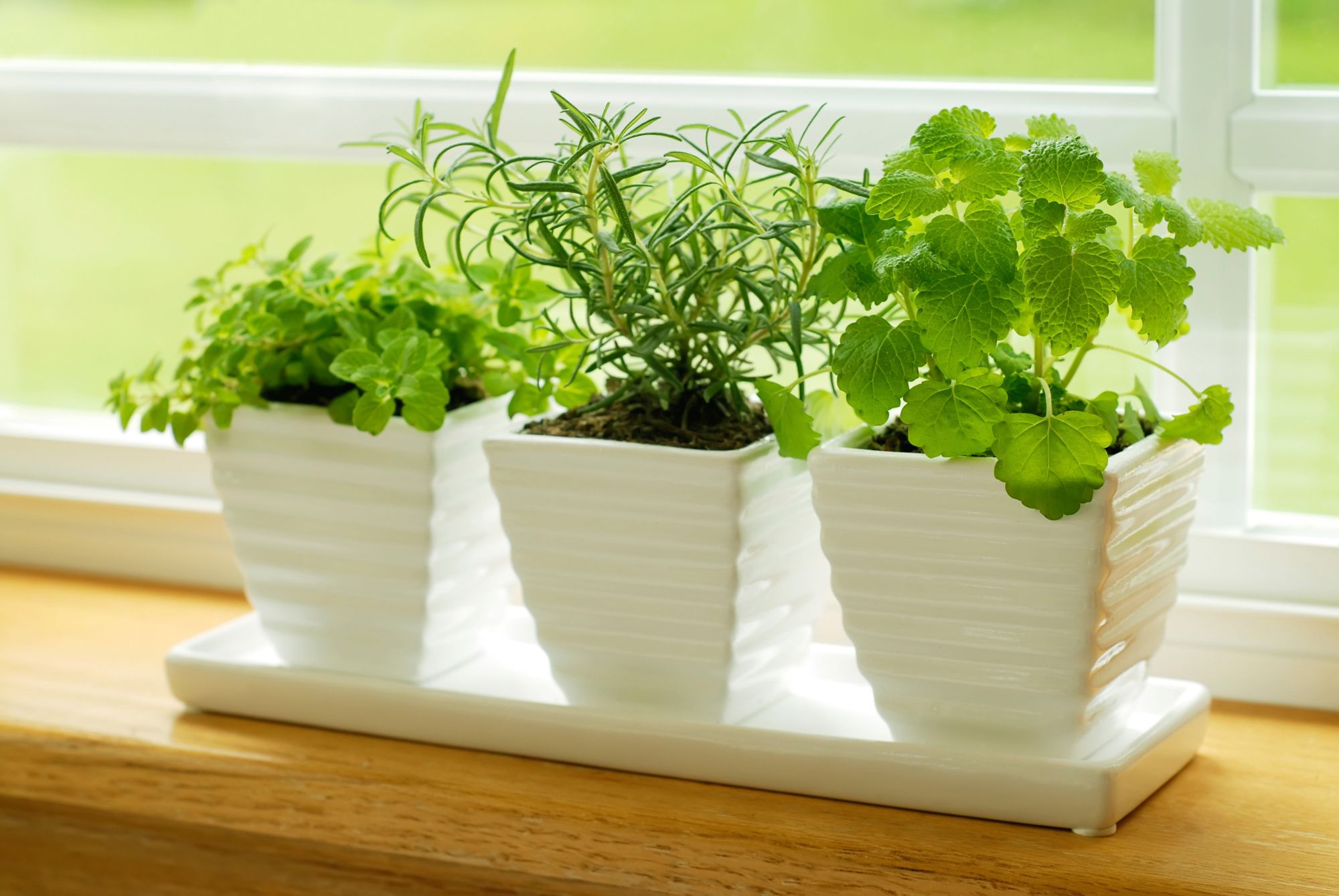 cultivo de plantas aromaticas2 xl