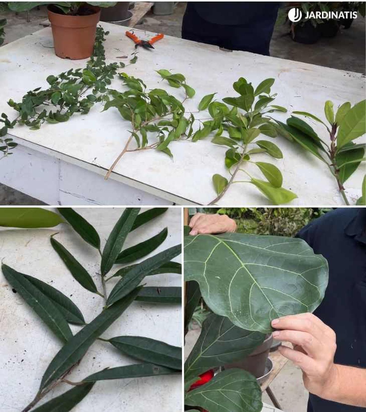 Hojas de diferentes tipos de ficus