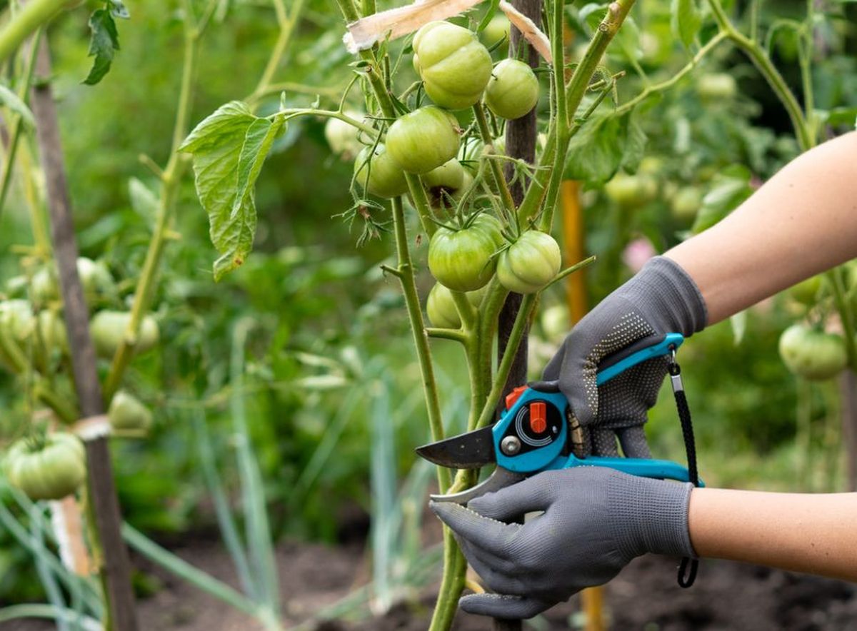 La poda de nuestras tomateras es una labor imprescindible
