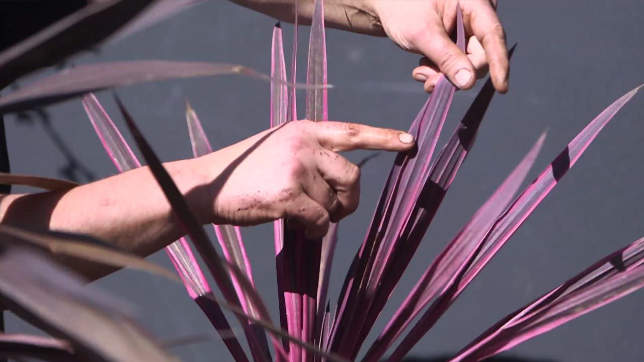 brico 1029 jardin como dividir mata cordyline fucsia