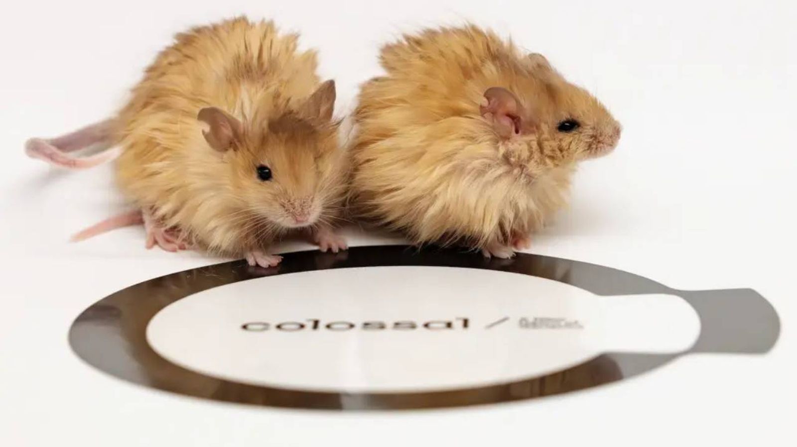 Ratones lanudos colosales.