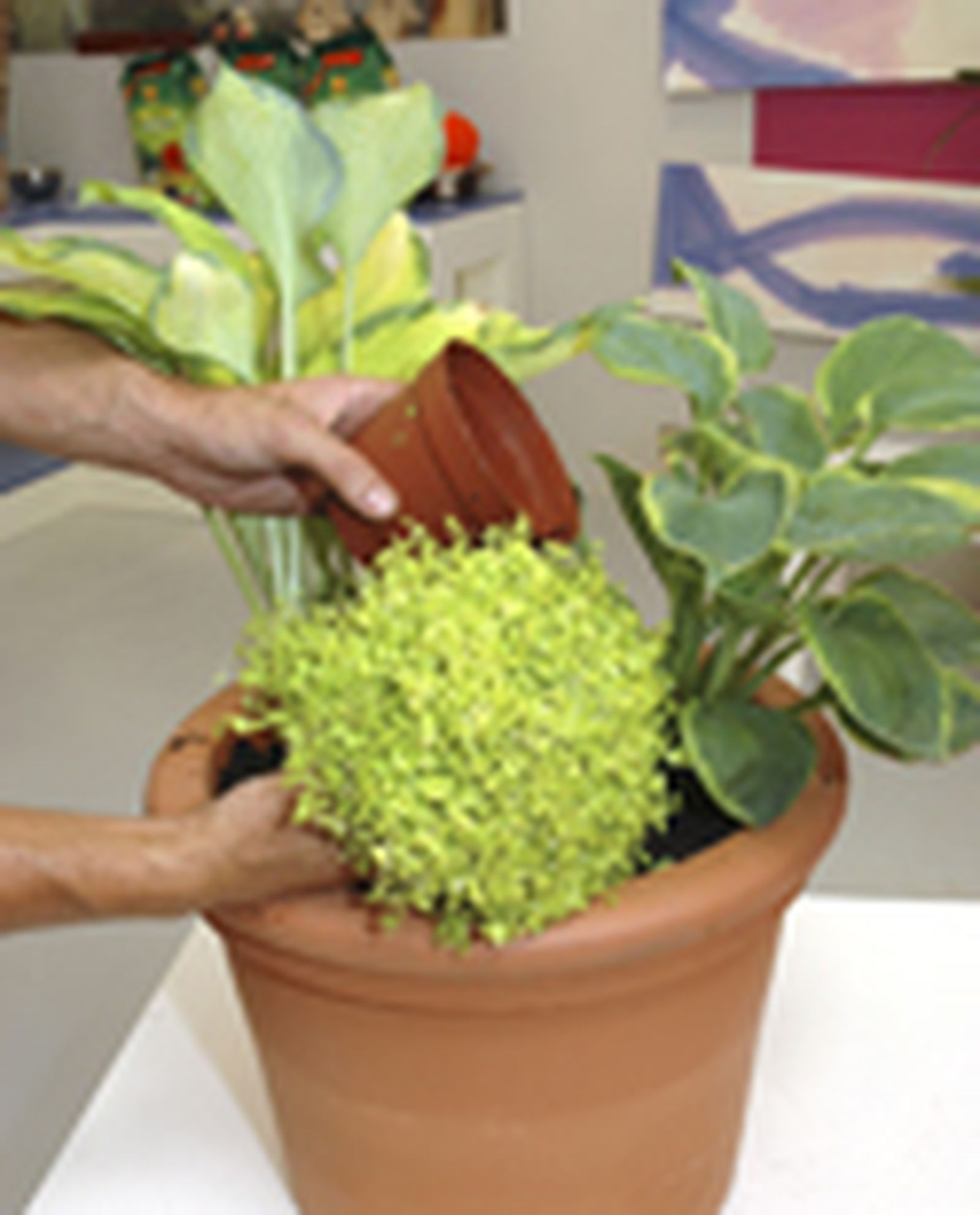 110505 hostas p03