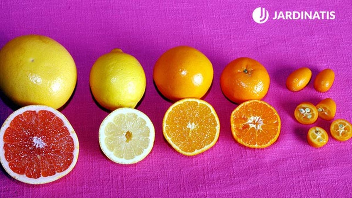 frutos citricos de distinto tamano brico 330