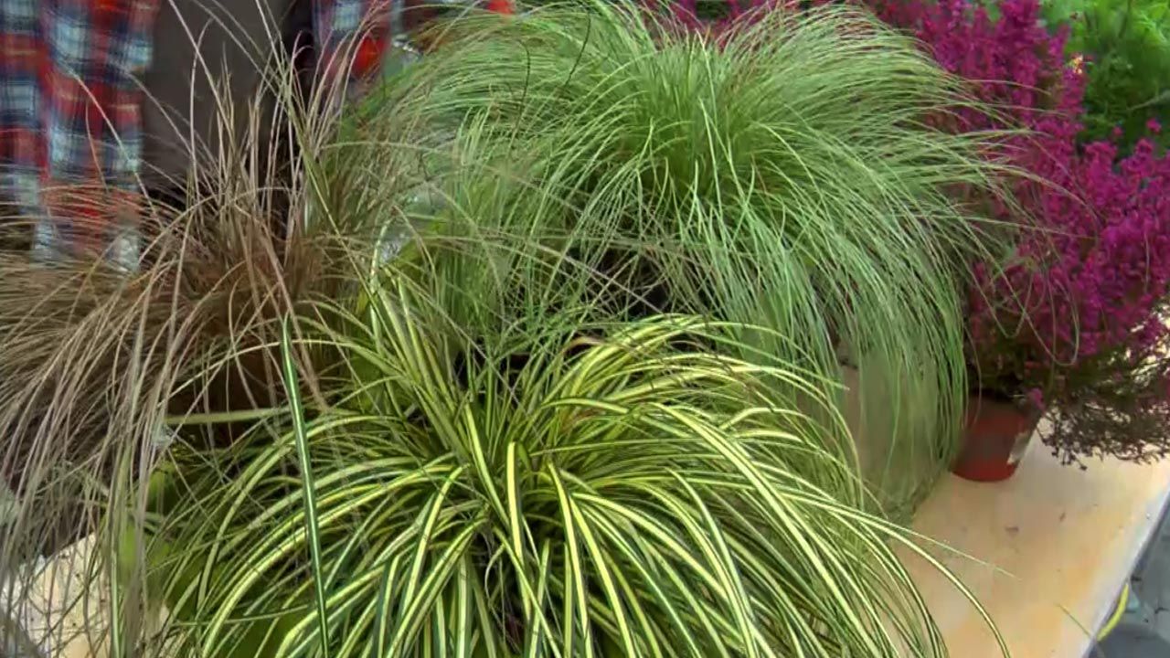 deco jardin 507 composiciones florales variedades de carex