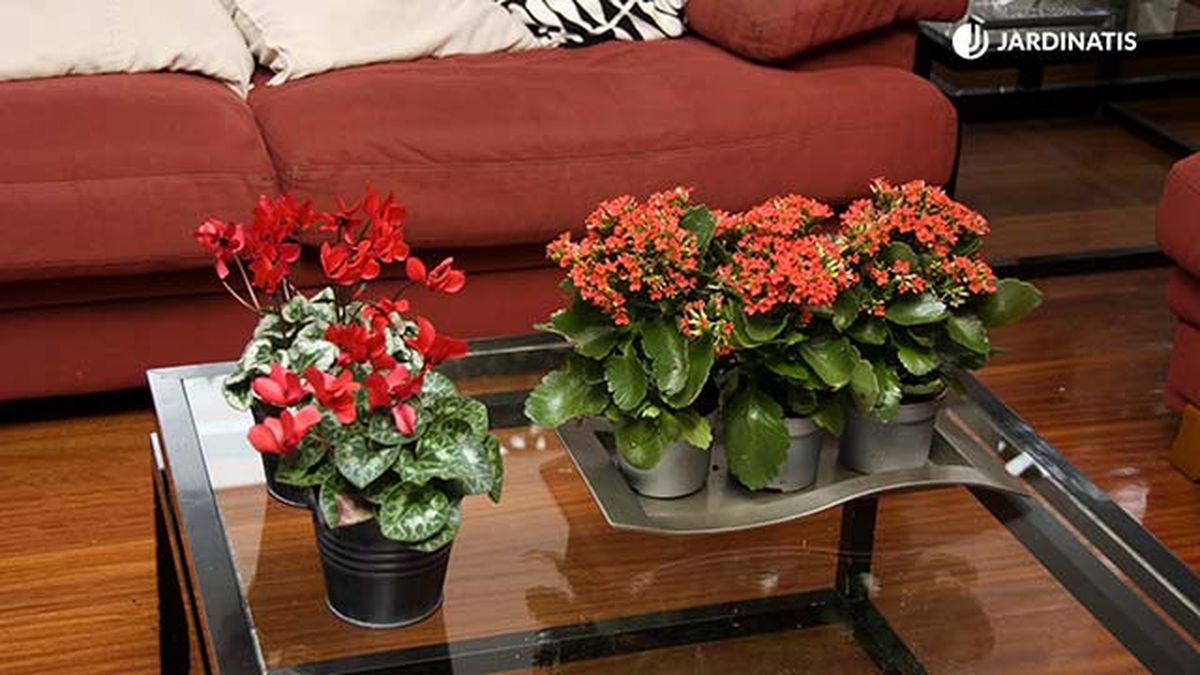 El ciclamen y el kalanchoe son plantas perfectas como centros de mesa