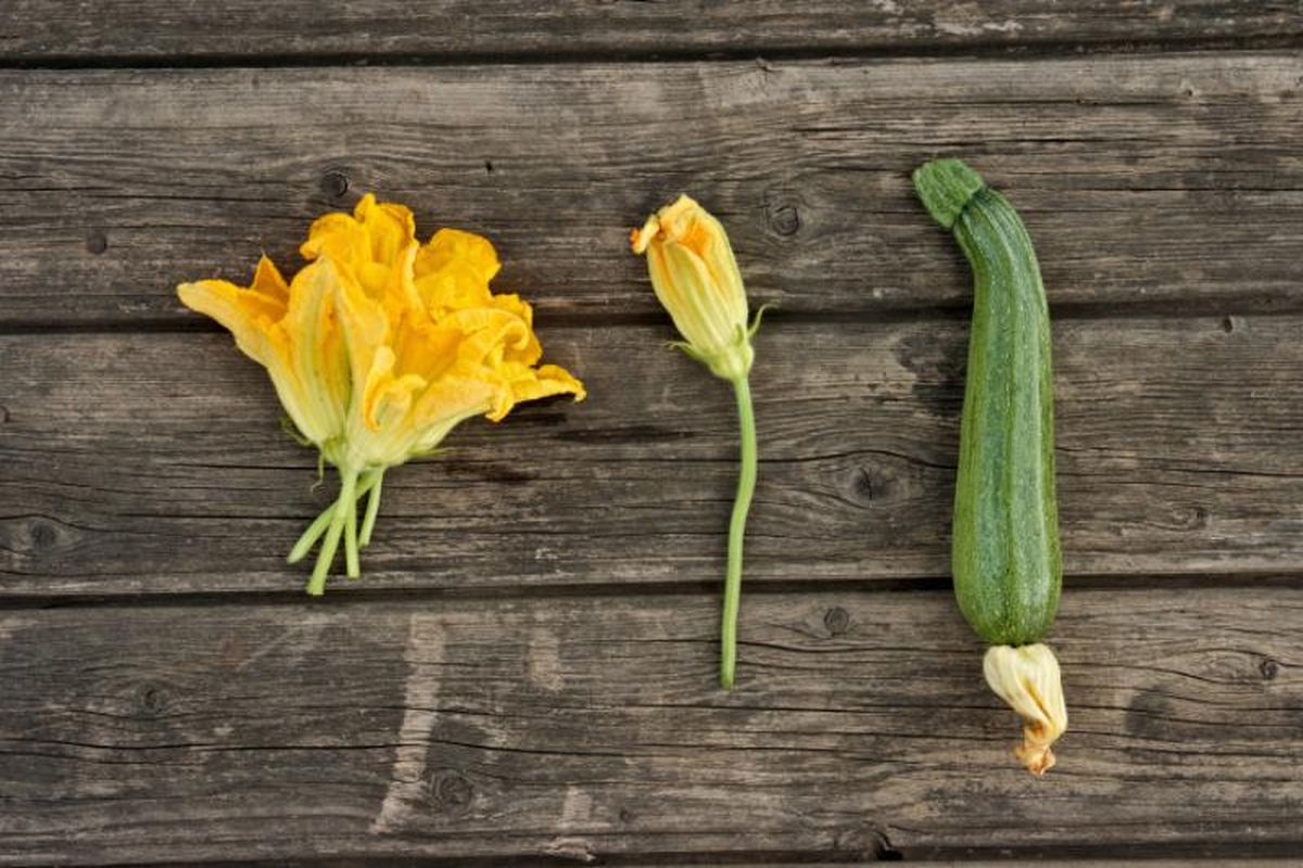 Flores del calabacín