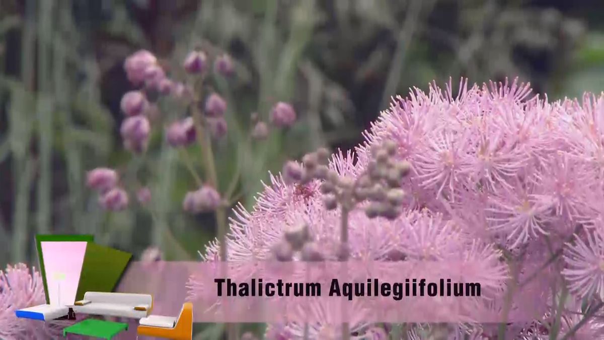 deco 0700 jardineria talictrum inicio