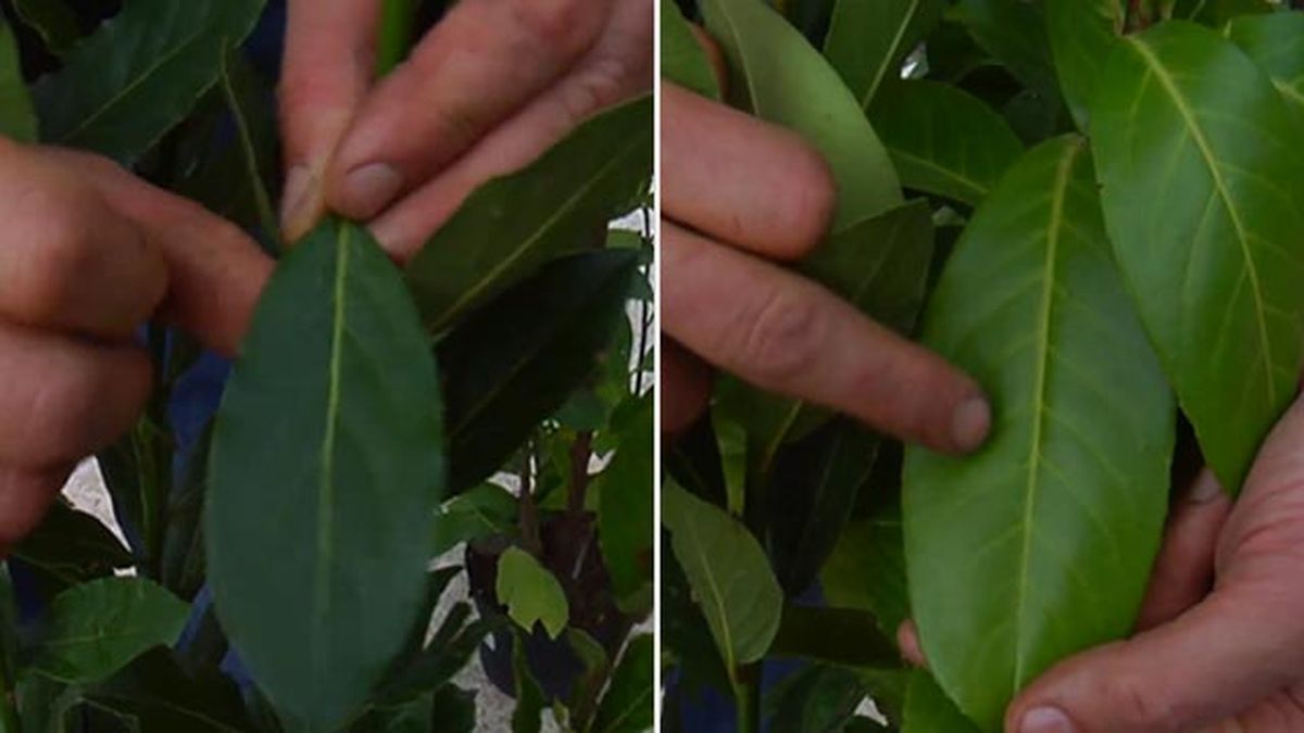 laurel cerezo laurel diferencias brico 854