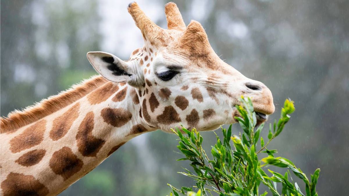 animales herbivoros cuales son ejemplos de que se alimentan