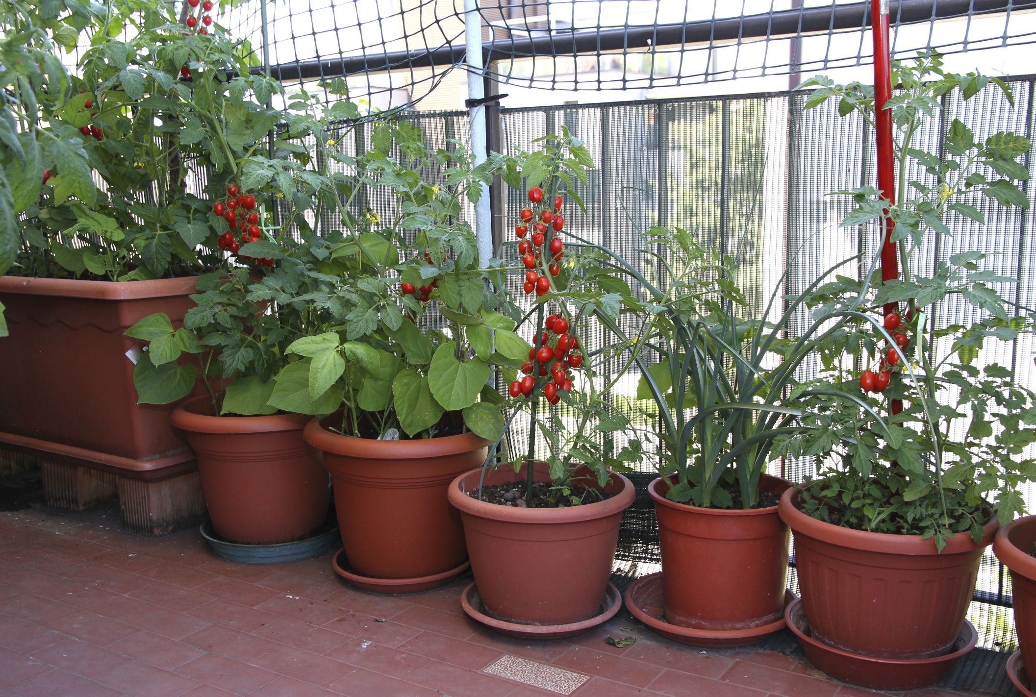 Crear huerta balcon