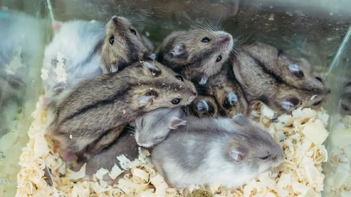 como saber si un hamster es macho o hembra 1