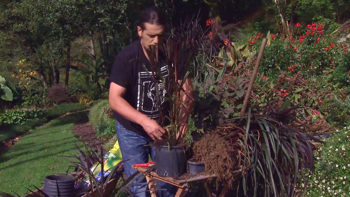 deco666 jardineria pennisetum vertigo reproduccion