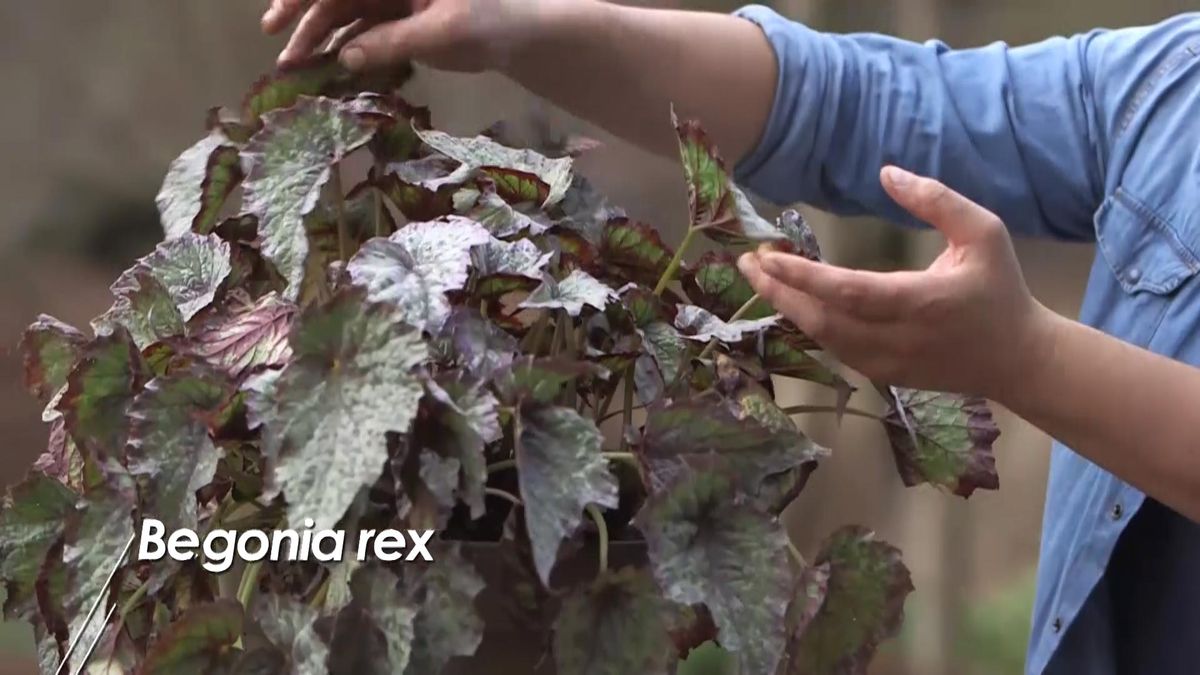 980 jardineria begonias rex