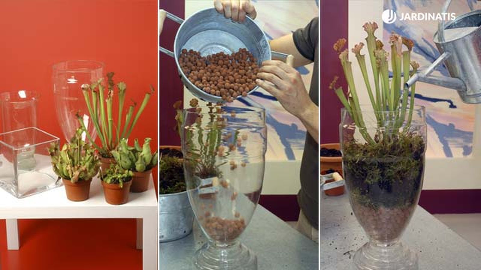 composicion plantas carnivoras en jarrones
