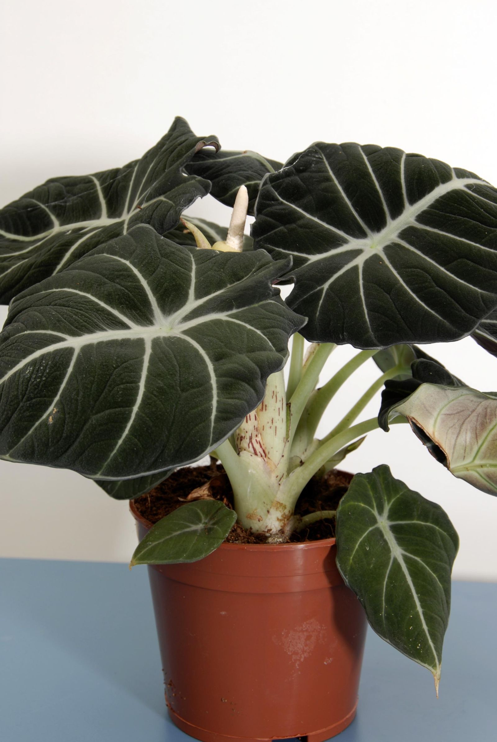 deko0218 plantas pequenas hojas grandes alocasia black velvet 01