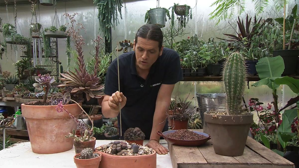 deco 766 jardin plantas crasas marrones lithops