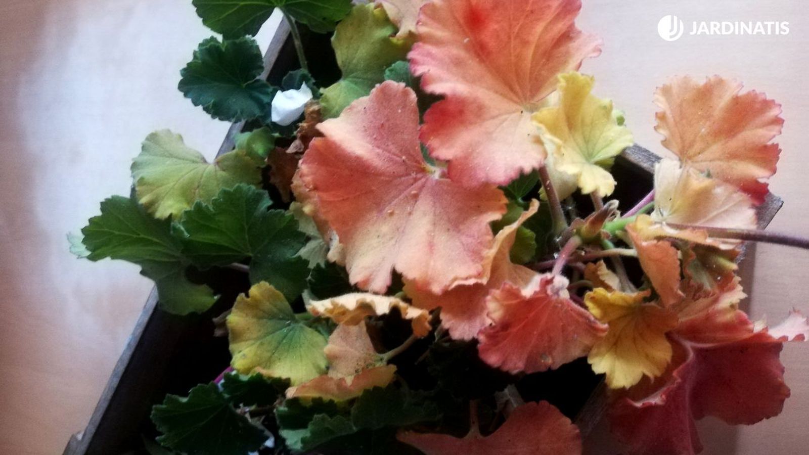 por que el geranio tiene hojas rojas