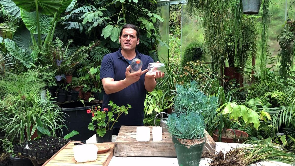 como esquejar con papel higienico paso 1