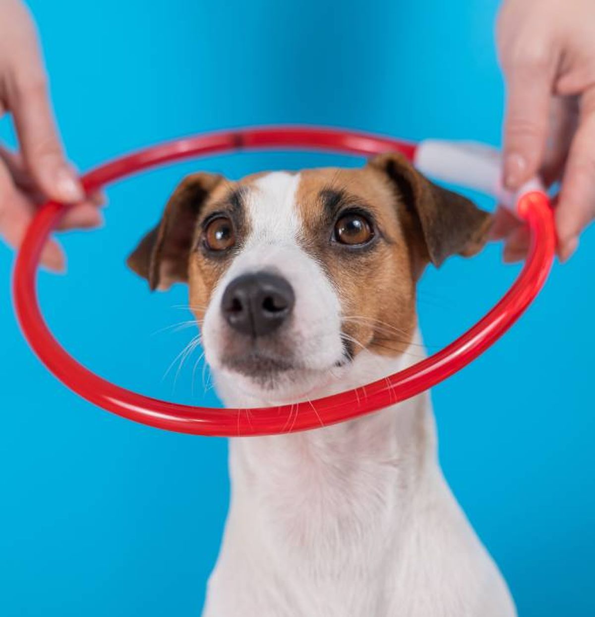 collar luminoso luz LED para perros recargable USB caracteristicas