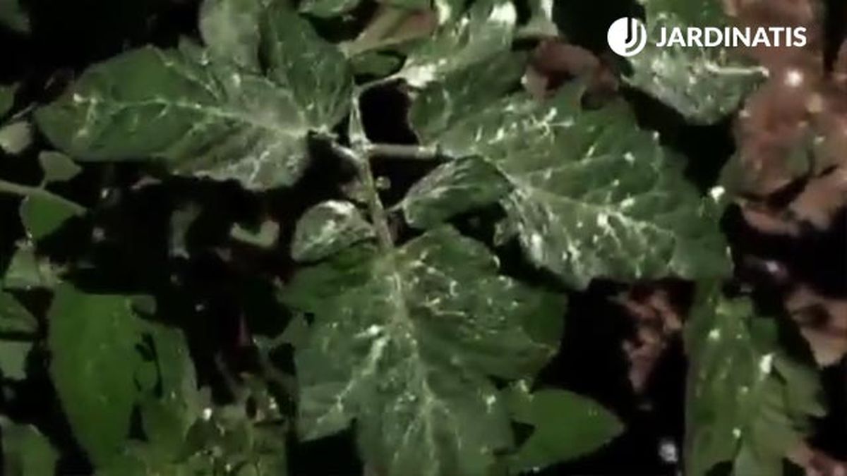 como distribuir el fungicida acaricida en las plantas de tomate huerta