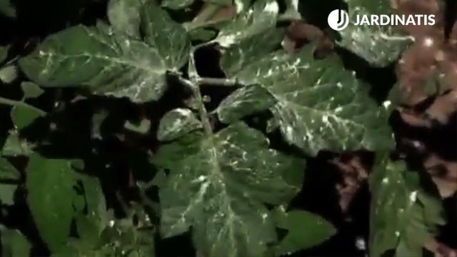 como distribuir el fungicida acaricida en las plantas de tomate huerta