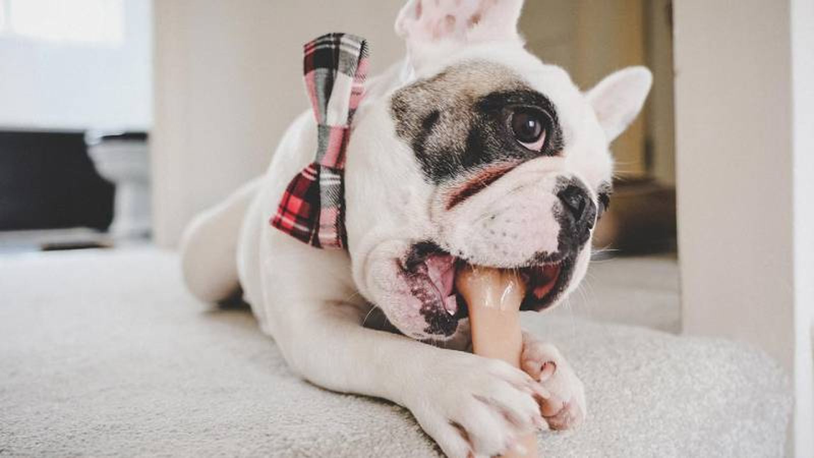 Los huesos son un excepcional regalo para tu perro estas navidades