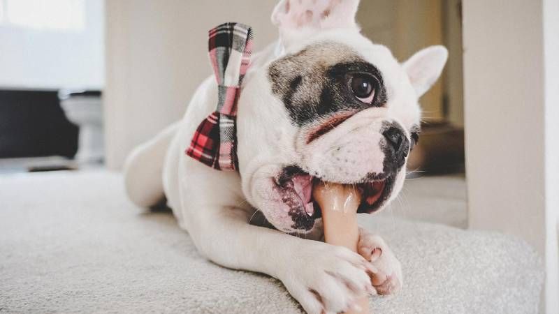 Los huesos son un excepcional regalo para tu perro estas navidades