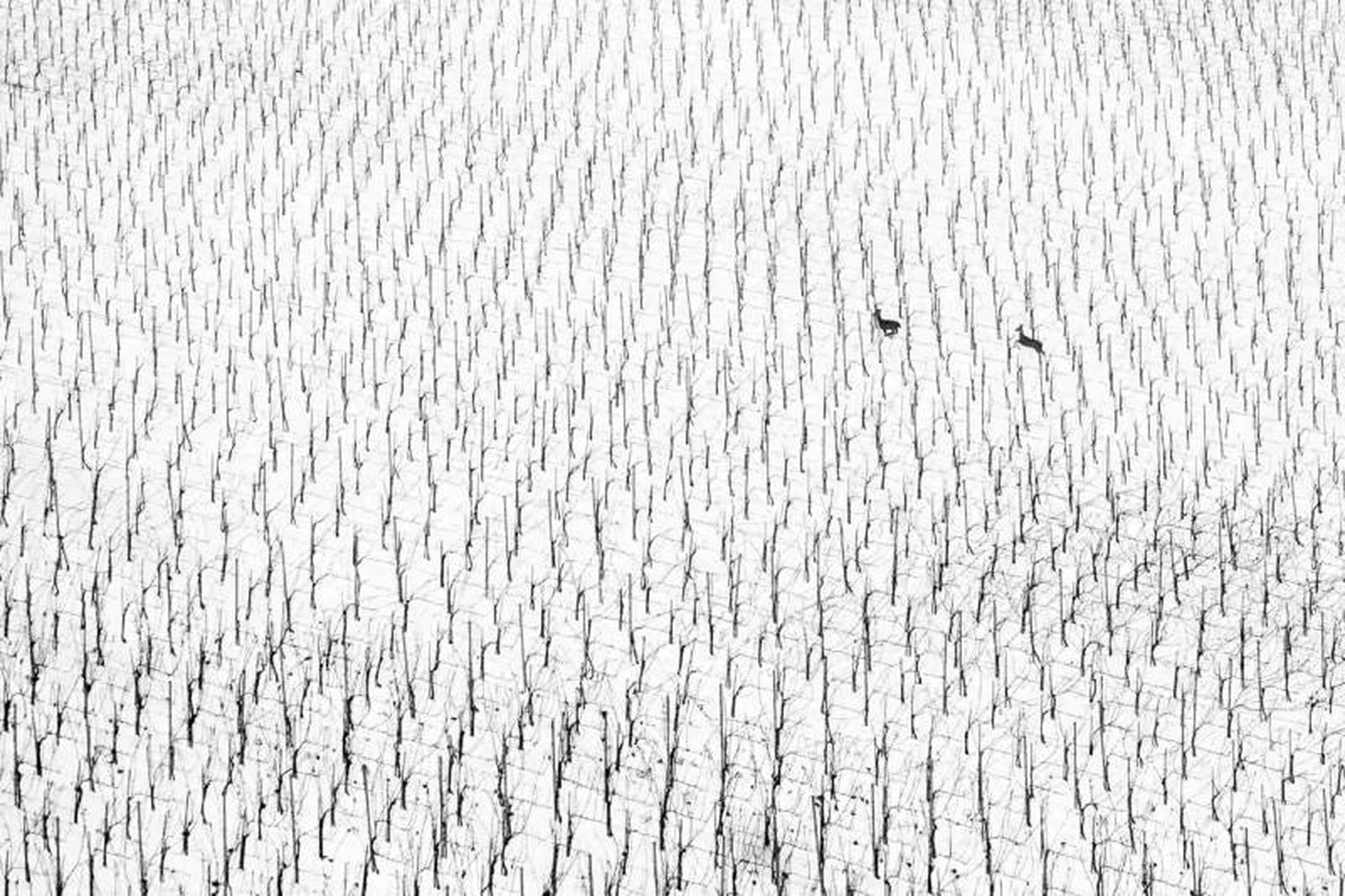 World Nature Photography 2025: Nature art