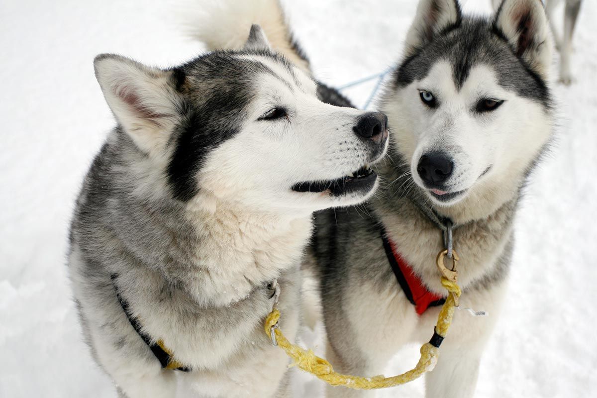 mascotas perros deportes pruebas canicross