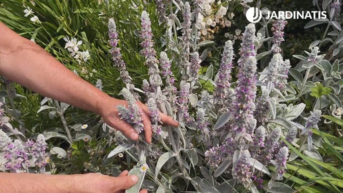 stachys lanata planta decorar jardin en gris blanco xl