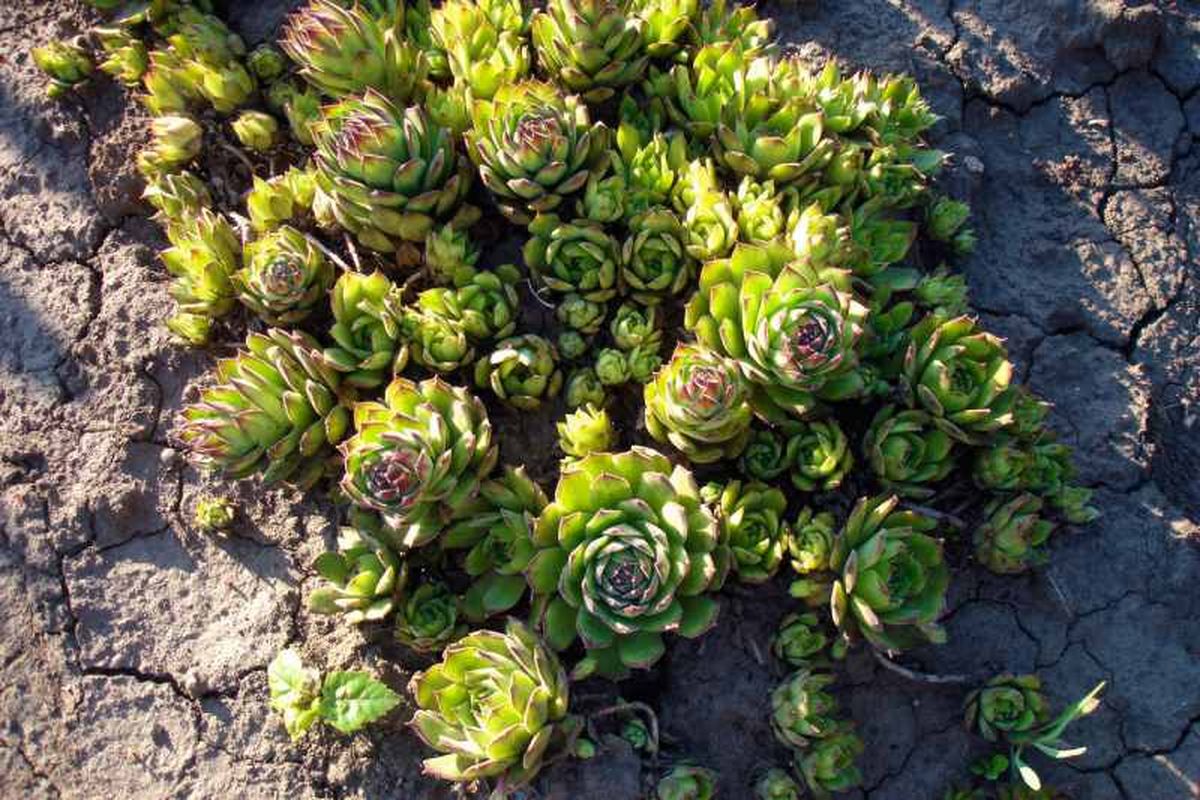 Plantas Sempervivum