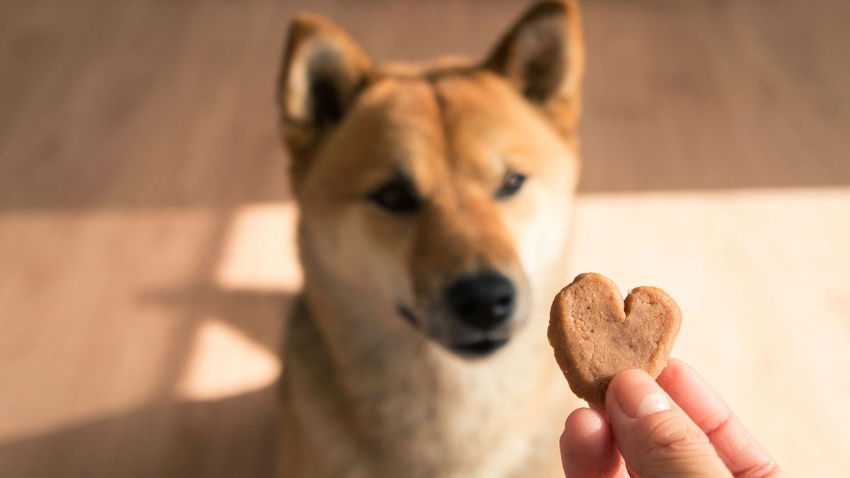 galletas caseras perros corazon san valentin