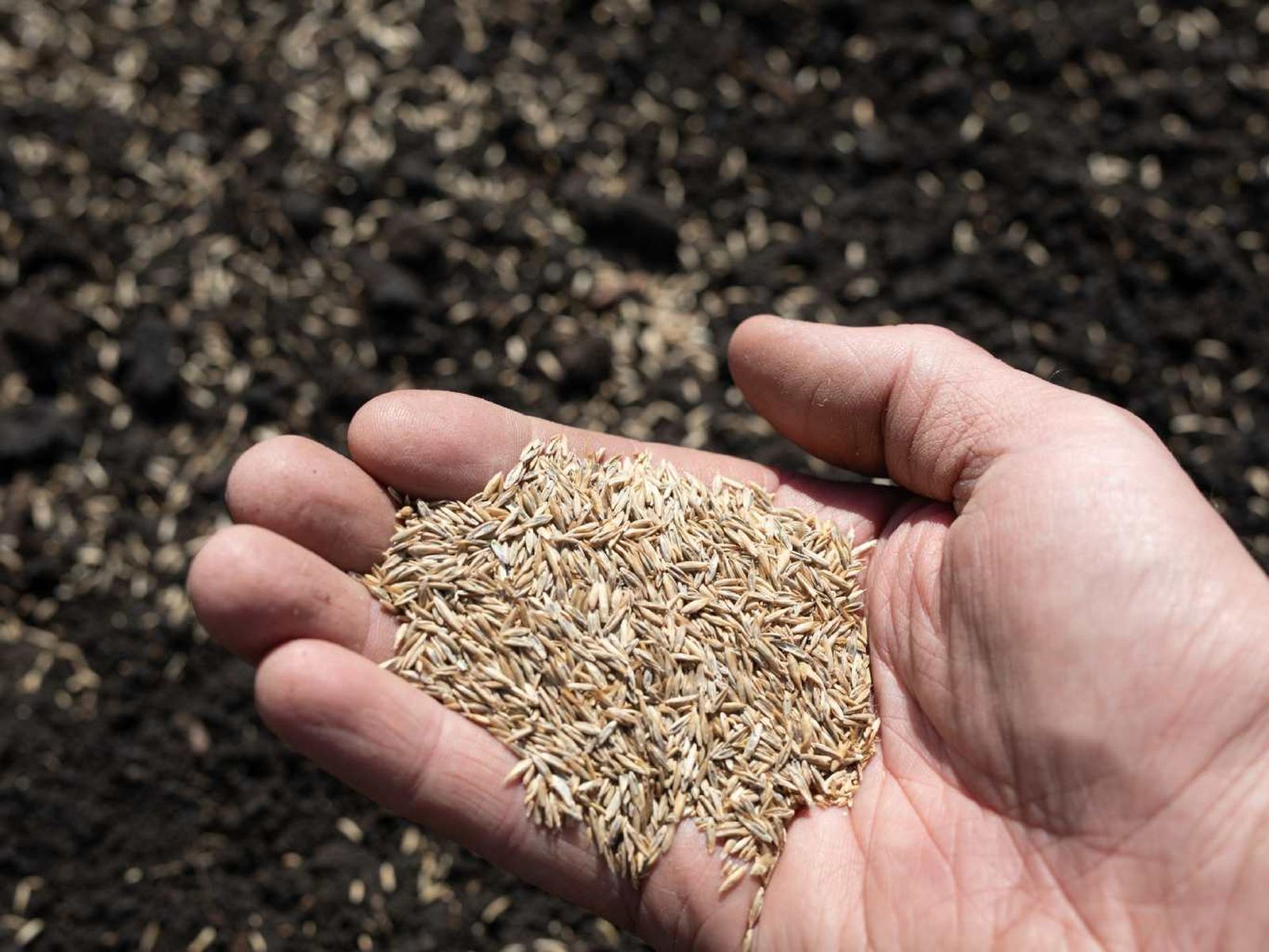La siembra del césped es un proceso sencillo, pero debe hacerse con cuidado.