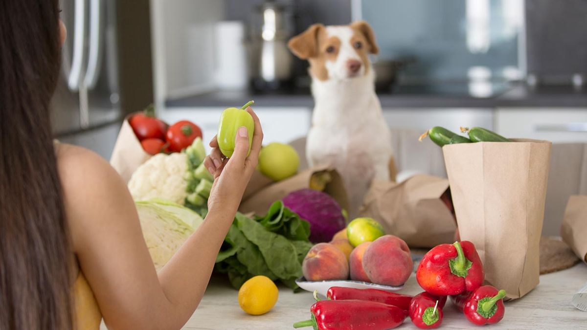 dieta light perros 1