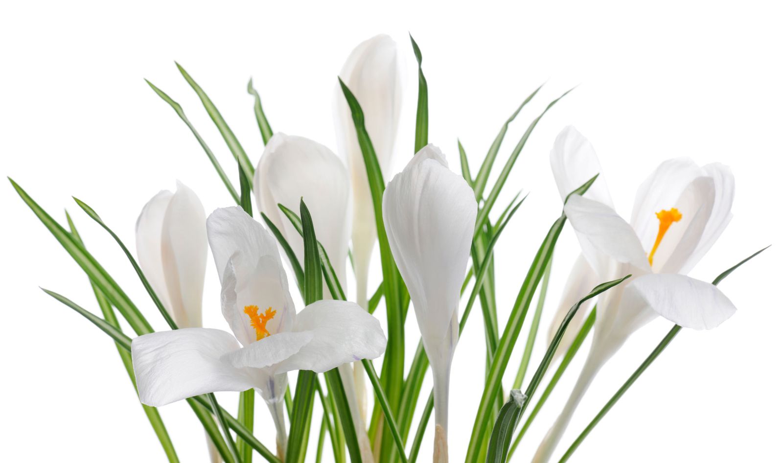 Crocus