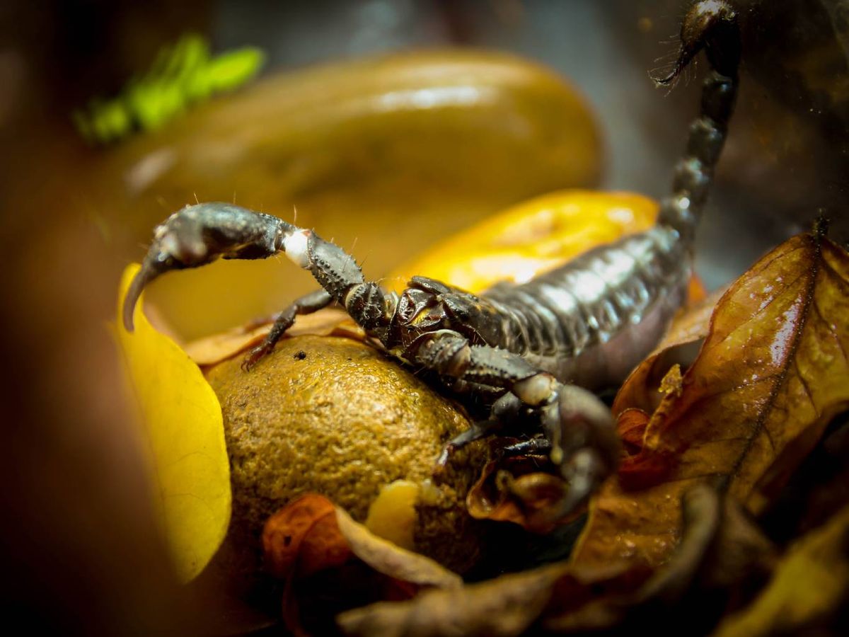 Su veneno es débil comparado con otras especies de escorpiones.