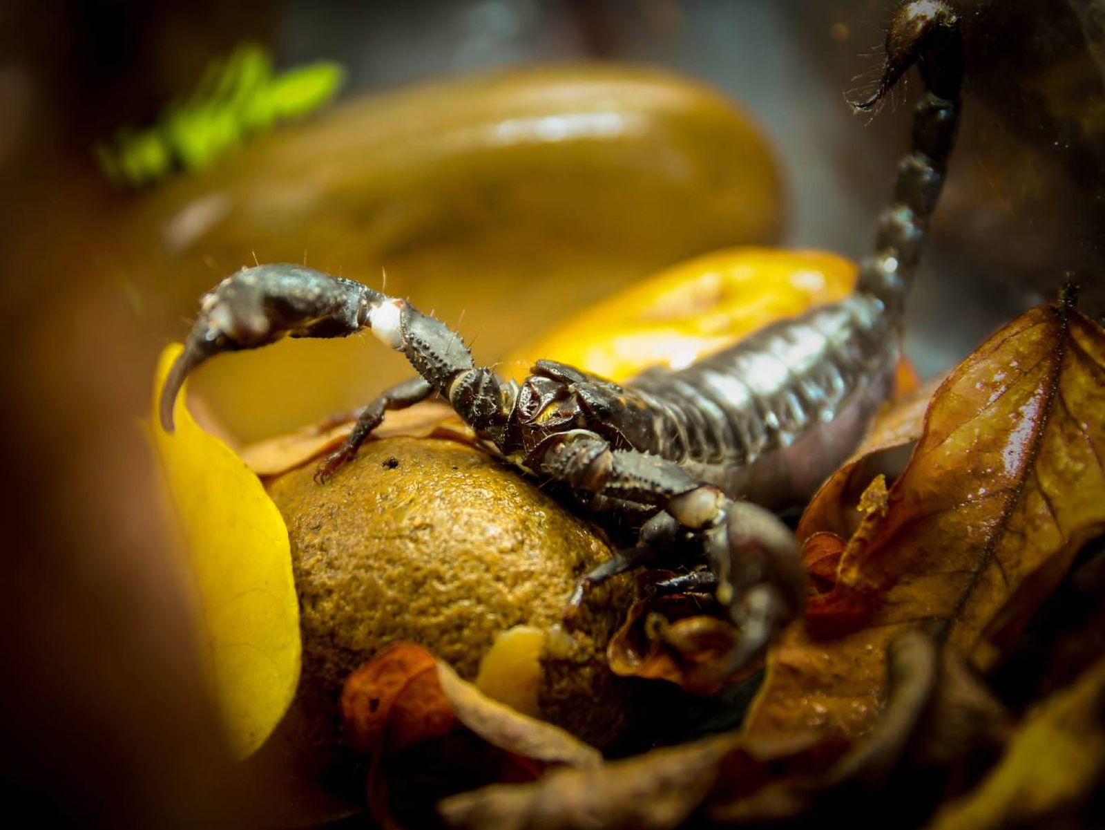 Su veneno es débil comparado con otras especies de escorpiones.