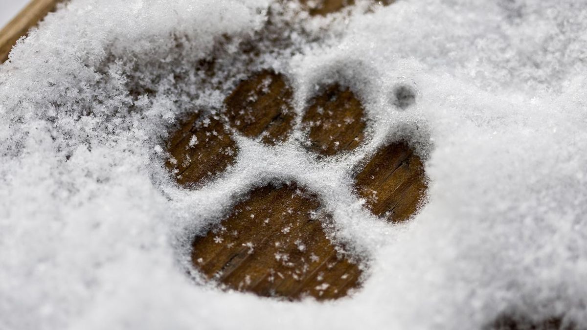 patitas perros nieve 2