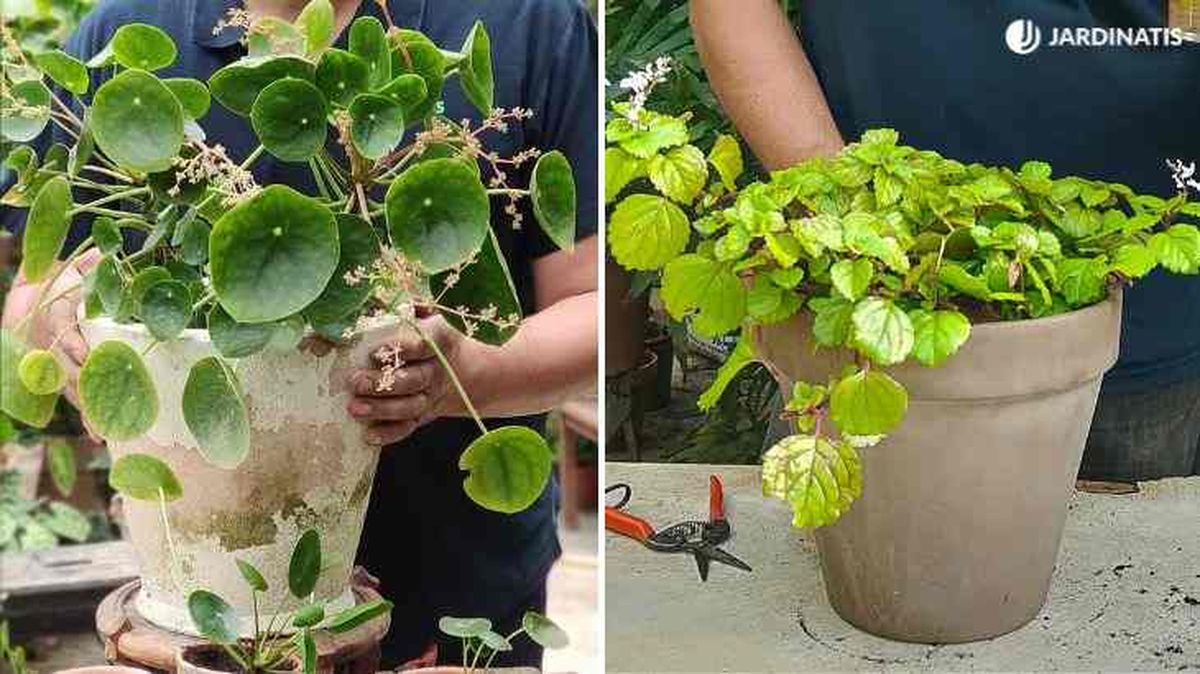 diferencias planta del dinero china planta.del dinero occidental