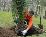 325 plant plam p07