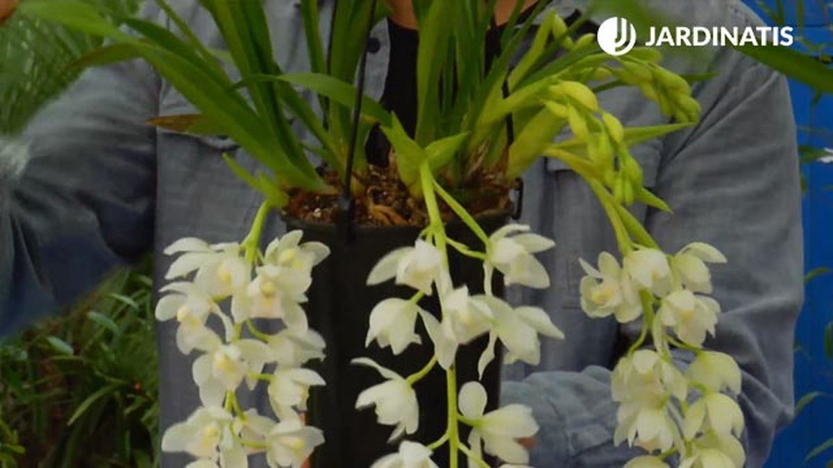 orquidea de tierra cymbidium brico jardin 864