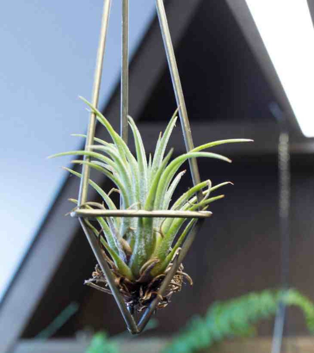 consejos colgar clavel del aire