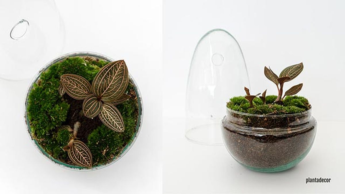 anoectochilus spiderman en cupula xl