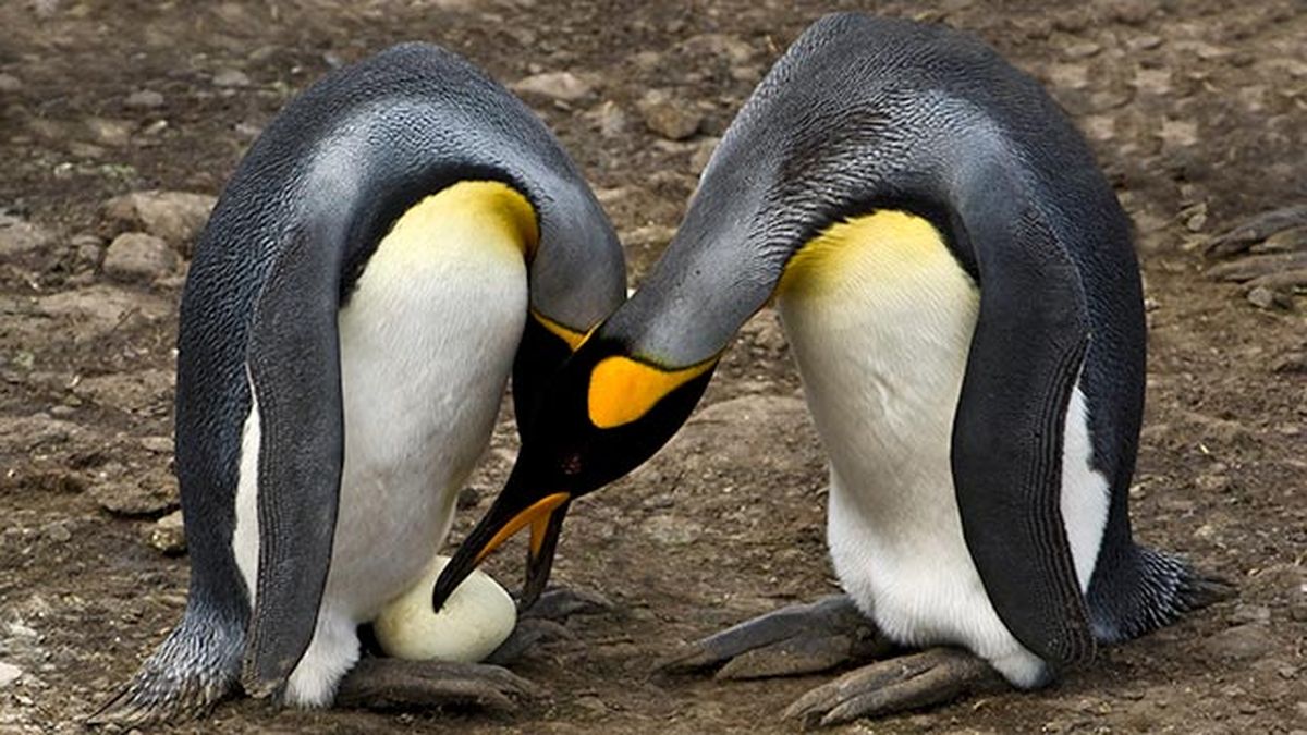 aspectos curiosos pinguinos 6