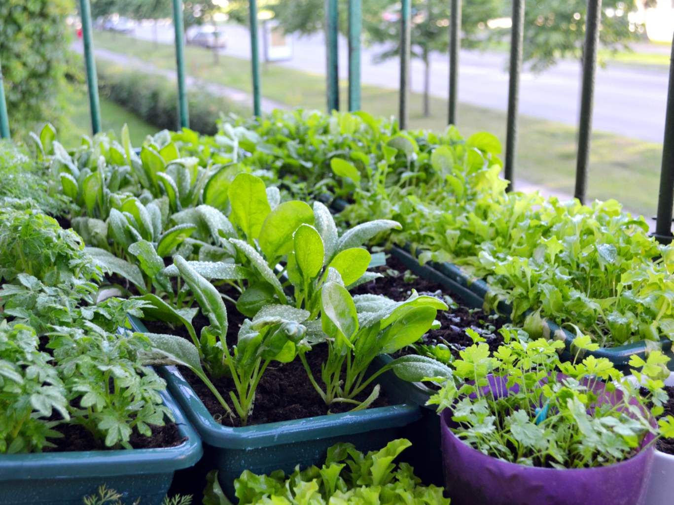 Hortalizas y hierbas cultivadas en la terraza.